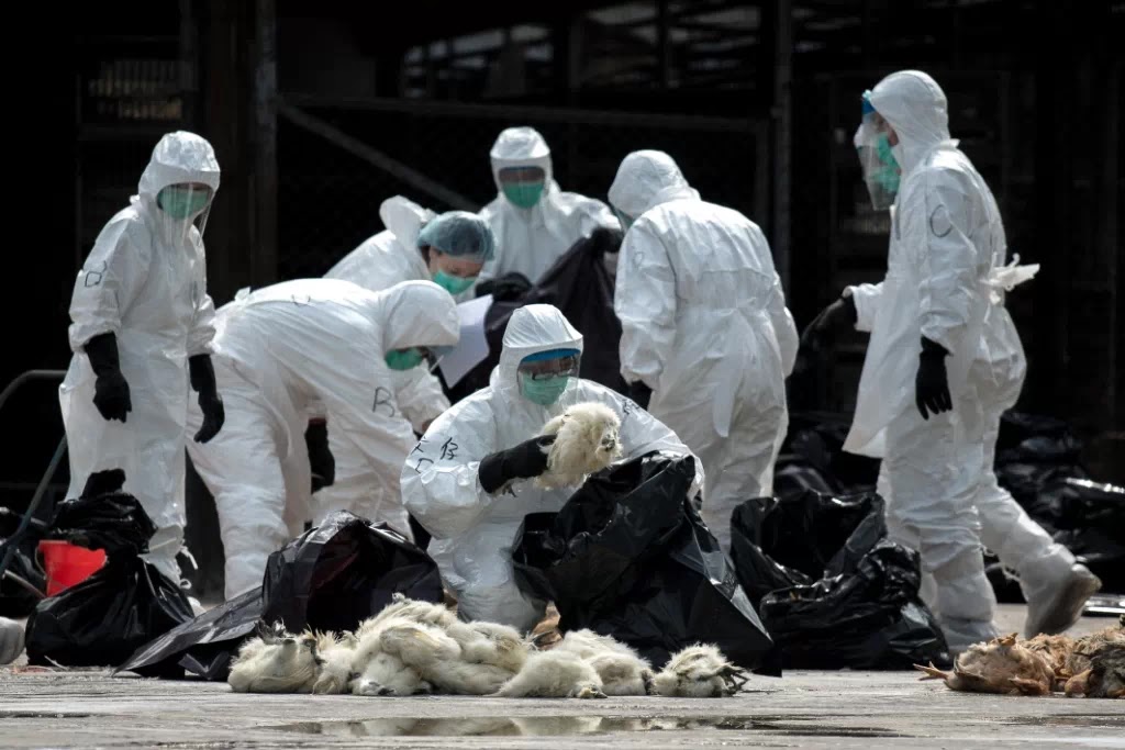 Selama Musim Dingin 17 Warga China Terjangkit Virus Flu Burung