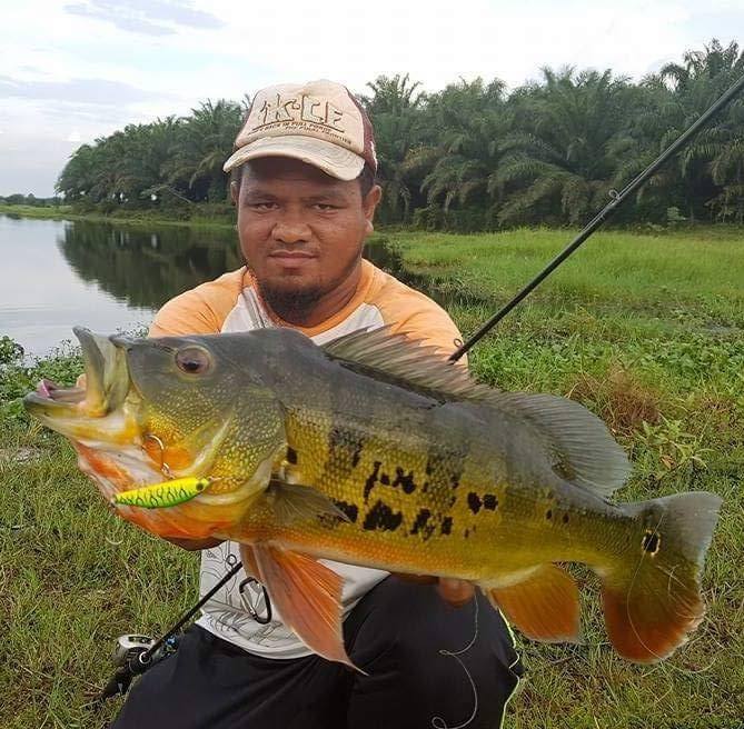 Berburu Peacock Bass di Negeri Jiran Malaysia
