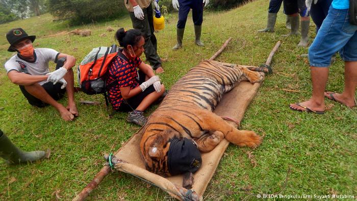 Akibat Perburuan dan Perambahan Liar, Populasi Harimau Sumatera di Bengkulu tersisa 17 Ekor