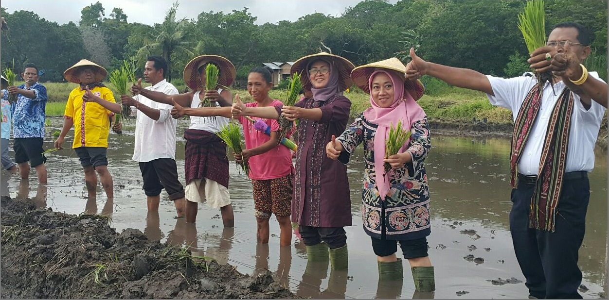 Diterjang Badai Angin Kencang, Petani di 3 Kabupaten NTT Tetap Tanam Padi