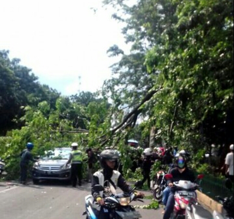 Mobil Ringsek Tertimpa Pohon Tumbang Akibat Angin Kencang