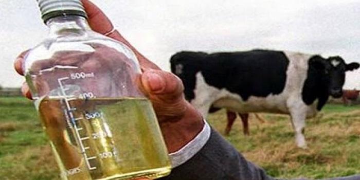 Aneh, Orang ini hilangkan jerawat dengan urin sapi, begini caranya