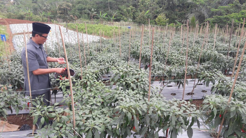 Kementan Terapkan Pola Kemitraan untuk Lindungi Petani Cabai