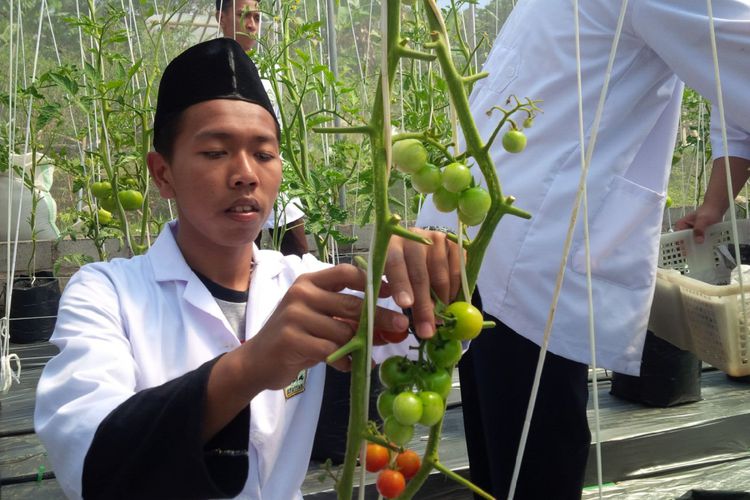 “Matur Nuwun Pak Jokowi, Santri Al Mina akan kirim Tomat Ke Istana”