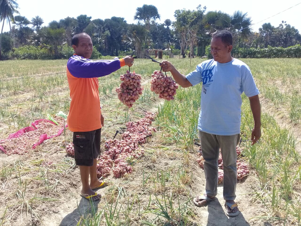Bulan Depan, NTT Siap Ekspor Bawang Merah Organik ke Timor Leste