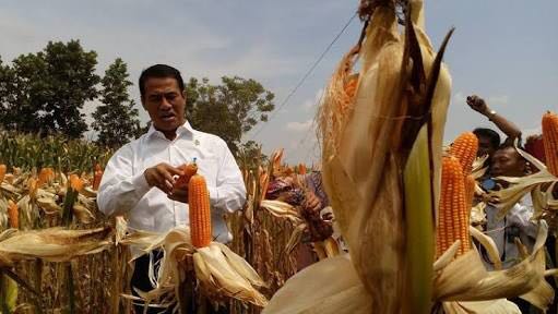 Dukung Penangkar Lokal, Kementan: Tak Ada Impor Benih Jagung