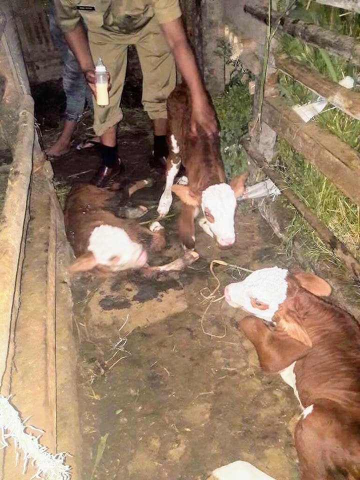 Berkat Upsus SIWAB Induk Sapi Melahirkan Kembar Tiga di Awal Tahun 2018
