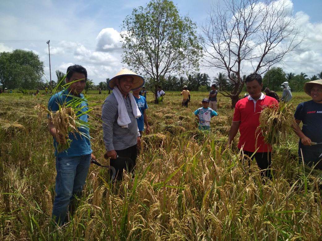 PDI Perjuangan Banyuasin Bareng Gempita Gelar Panen Raya