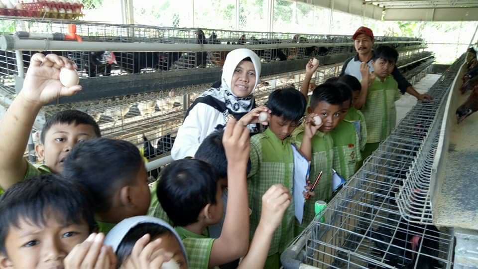 Kementan Mulai Salurkan Ayam “BEKERJA”