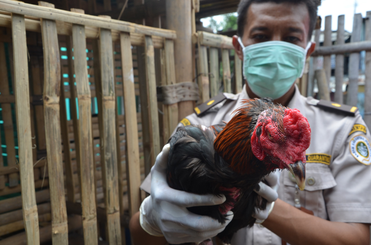 Cegah Flu Burung, Kementan Larang Pemasukan Unggas dan Produk Asal Malaysia
