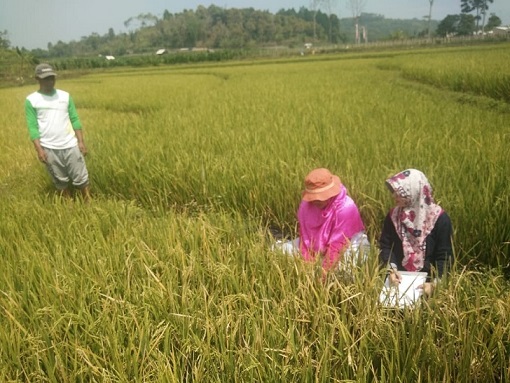 BPTP Balitbangtan Jateng Terus Lakukan Sumberdaya Genetik Unggul lokal