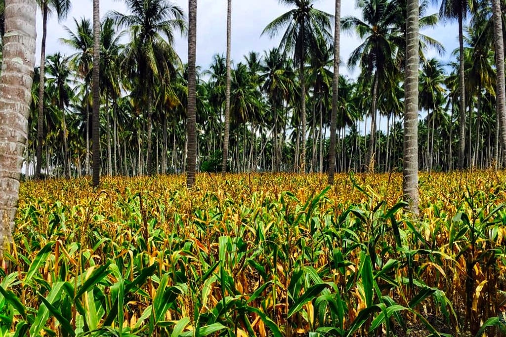 Produksi Melimpah, Kementan Dorong Ekspor Jagung Dari Sulteng