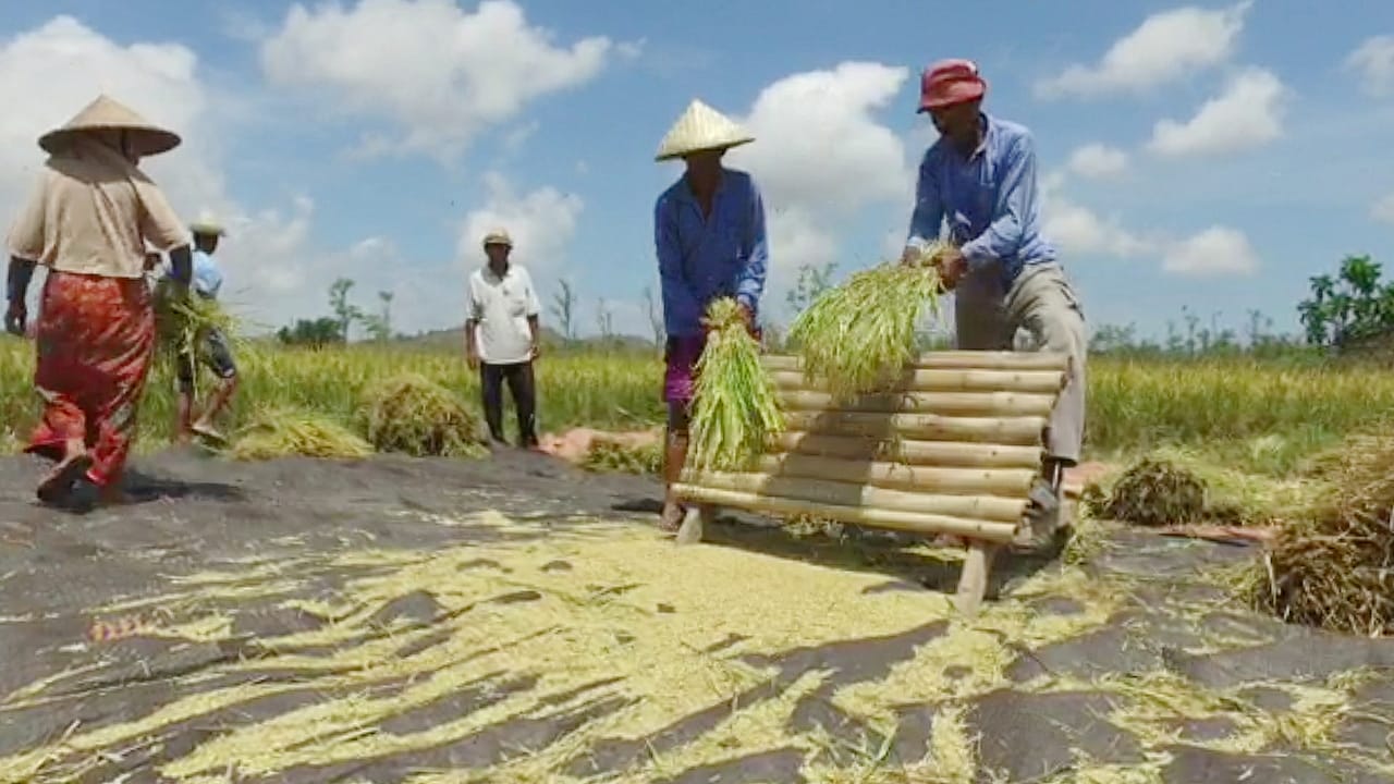 Manfaatkan Teknologi, Petani NTB Berhasil Tingkatkan Hasil Panen di Musim Kering