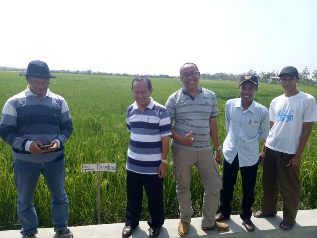 Genjot Kesejahteraan Petani, Gempita Lamongan Kembangkan Padi Jepang