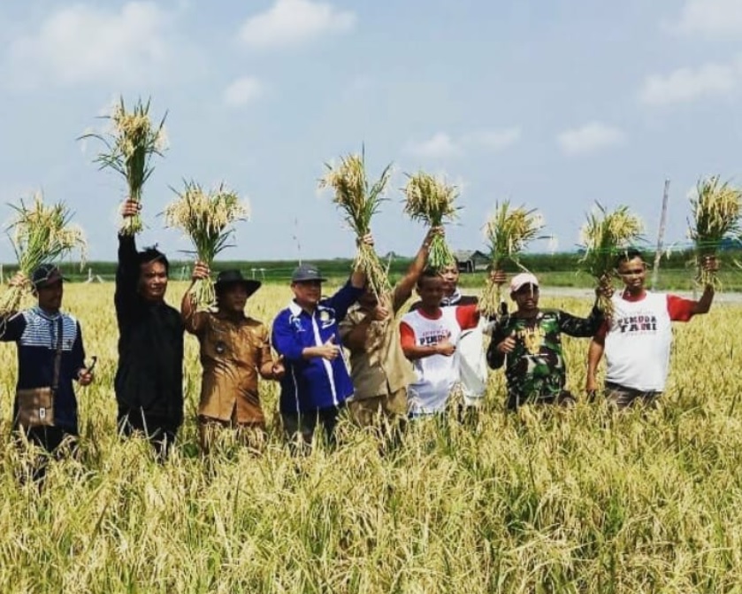 Sumsel Panen Raya di Lahan Rawa Lebak, Bukti Kepahlawanan Gempita  Jawa Barat