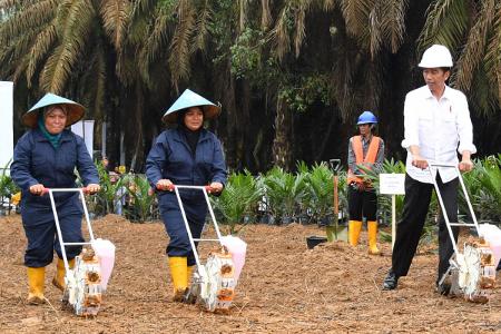 Kementan Bikin Petani Sawit tetap Untung saat Replanting