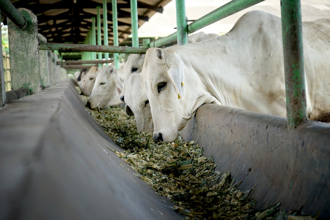 Kementan Salurkan 1.225 Ekor Sapi Brahman Cross Ke Peternak