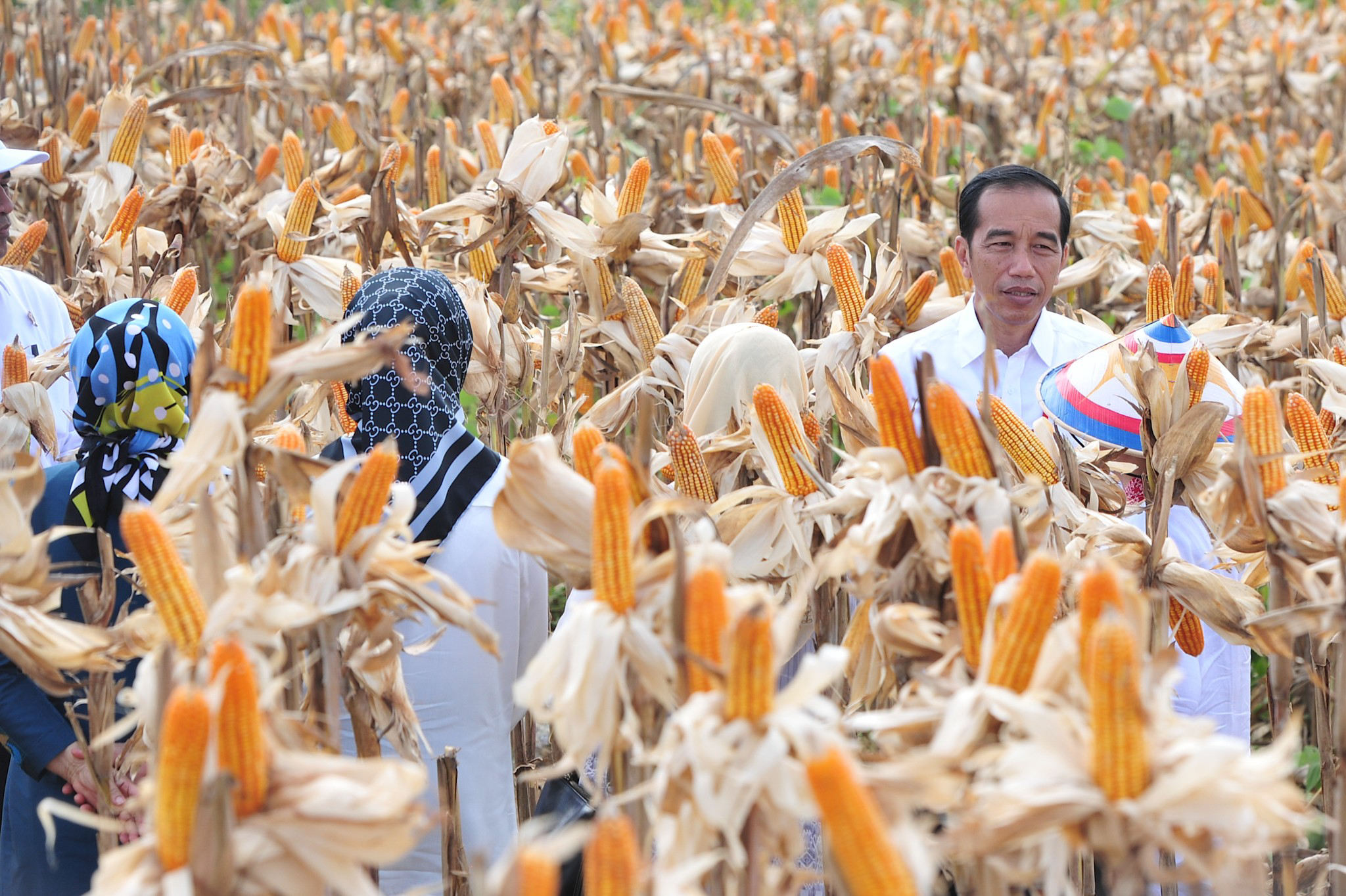 Panen Raya di Gorontalo, Jokowi: Dulu Kita Impor Jagung 3,5 Juta Ton, Sekarang Kecil Sekali