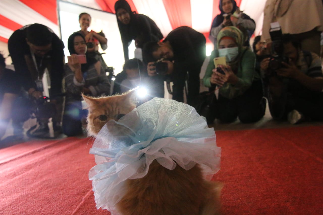 Relawan Gelar Lomba Kucing Nasional  di DPP Gerindra