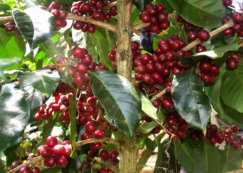 Pemerintah Dorong Pengembangan Riset Industri Hulu dan Hilir Komoditas Perkebunan Nasional