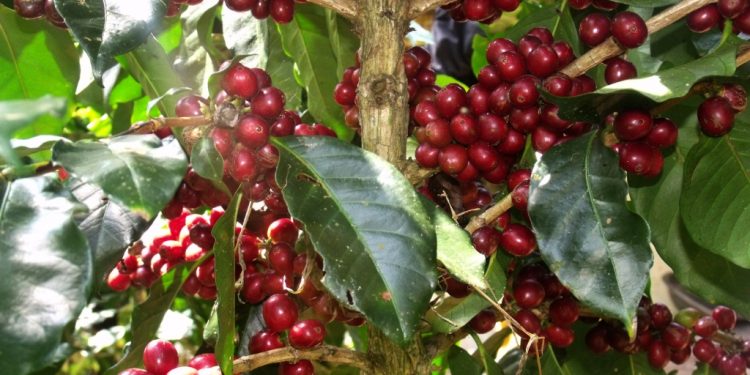 Pemerintah Dorong Pengembangan Riset Industri Hulu dan Hilir Komoditas Perkebunan Nasional