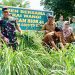 Panen Serai Wangi, Dandim 0307 Tanah Datar Perkenalkan Bios 44