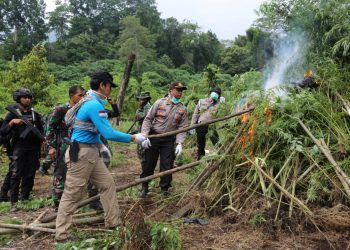 BNN Temukan dan Musnahkan Ribuan Meter Ladang Ganja Siap Panen