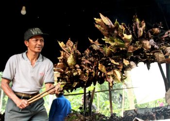 Nikmatnya Kawa Daun, Kini Hadir dalam Bentuk Kemasan