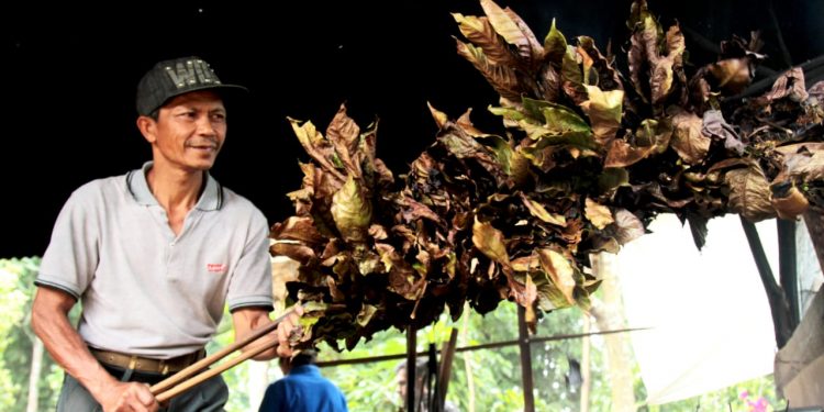 Nikmatnya Kawa Daun, Kini Hadir dalam Bentuk Kemasan