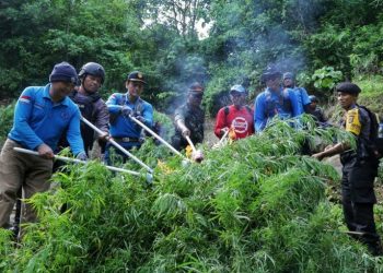 BNN Kembali Temukan 2 Hektar Ladang Ganja dI Pegunungan Aceh Selatan