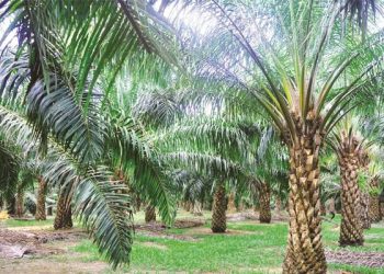 Banyak Tantangan, Pemerintah Jaga Keberlangsungan Industri Kelapa Sawit