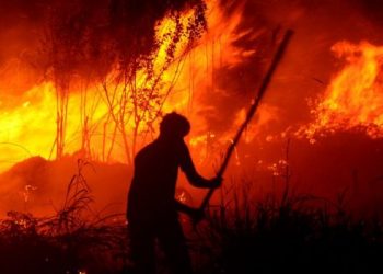 Dewan Anggap Pemerintah Gagal Lindungi Hutan