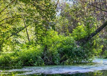 Pemerintah Stop Pemberian Izin Baru Hutan Primer dan Lahan Gambut