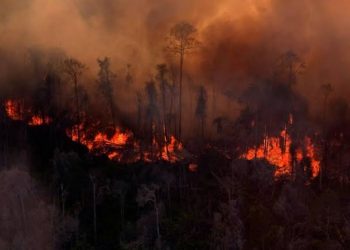 Kebakaran Hutan Rambah Lahan Seluas 150 Hektar di Kolaka Timur