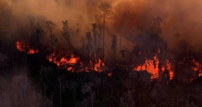 Kebakaran Hutan Rambah Lahan Seluas 150 Hektar di Kolaka Timur