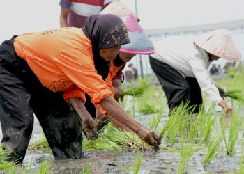 Motivasi Petani Dengan Jarwo 21, Distan Tanah Datar Adakan Lomba Tanam Padi
