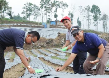 Antisipasi Bawang Import, Distan Tanah Datar Galakkan Petani Bertanam Bawang Putih dan Bawang Merah