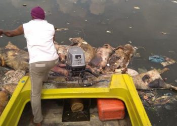Muhammadiyah Medan Nilai Buang Bangkai Babi di Sungai Teror terhadap Umat Islam