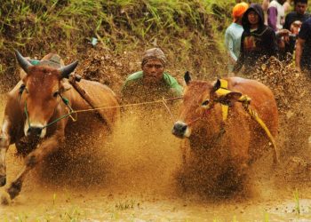 Festival Pesona Minangkabau 2019, Kecamatan Sungai Tarab Alek Pacu Jawi