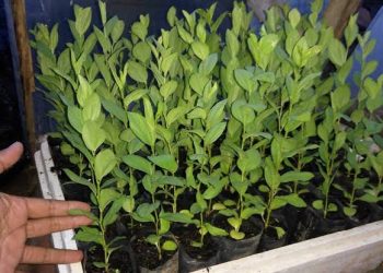 Khasiat Pohon Bidara Salah Satunya Obati Sihir Dan Gangguan Jin