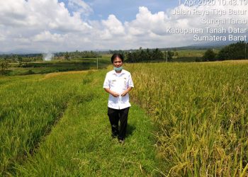 Ketersediaan Padi Di Tanah Datar Tiga Bulan Kedepan Cukup Baik