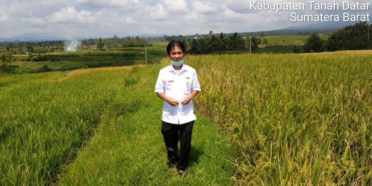 Ketersediaan Padi Di Tanah Datar Tiga Bulan Kedepan Cukup Baik