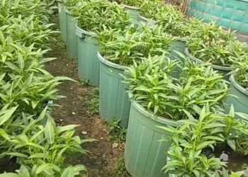 Ketahanan Pangan Selama Pandemi COVID-19, WMI Solok Raya Inisiasi BUDIKDAMBER
