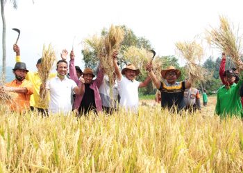 Panen Raya Batu Taba, Tradisi Baronde Tetap Lestari
