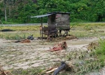 Puluhan Hektar Sawah Gagal Panen, Petani Kota Donok Rugi Puluhan Juta