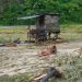 Puluhan Hektar Sawah Gagal Panen, Petani Kota Donok Rugi Puluhan Juta