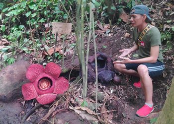 Rafflesia Kembar