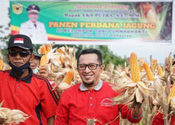 Prospek Cukup Bagus, Bupati Eka Putra Ajak Petani Bertanam Jagung