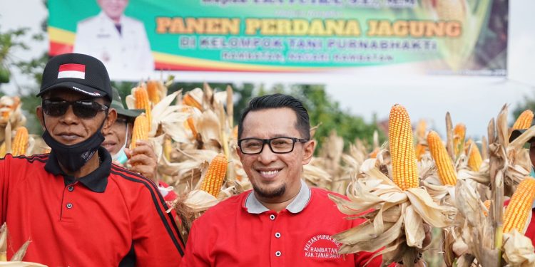 Prospek Cukup Bagus, Bupati Eka Putra Ajak Petani Bertanam Jagung