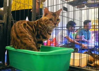 Kawal Bengal